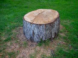 Neligh, NE Tree Care Company