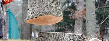Best Arborist Consultation Services  in Ligh, NE