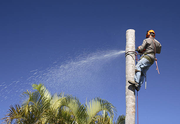 How Our Tree Care Process Works  in  Neligh, NE