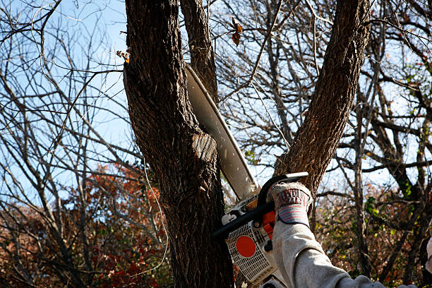 Best Palm Tree Trimming  in Ligh, NE
