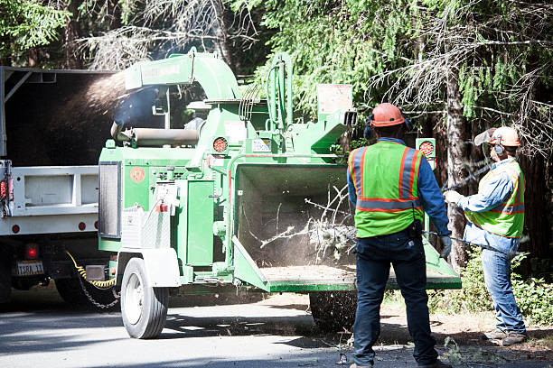 Best Emergency Tree Removal  in Ligh, NE